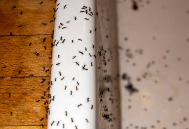 Reliable Mount Vernon, GA Pest Control Solutions