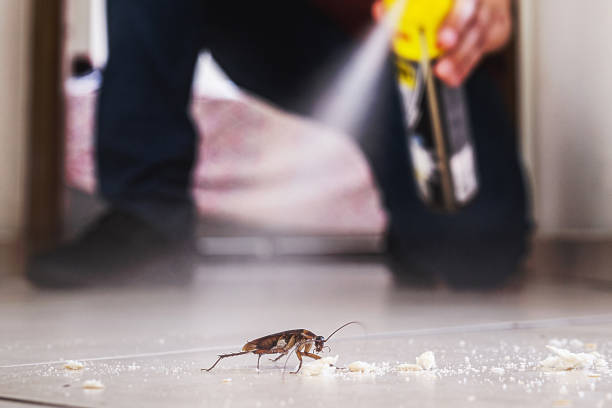 Best Flea Control Services  in Mount Vernon, GA