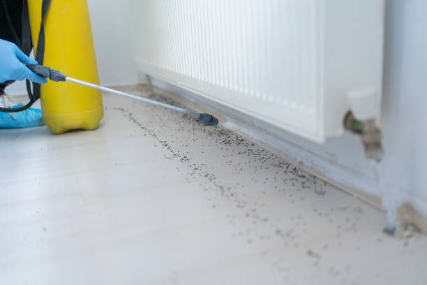 Best Affordable Pest Control Services  in Mount Vernon, GA
